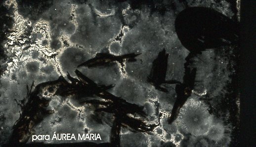 Carrossel de imagens